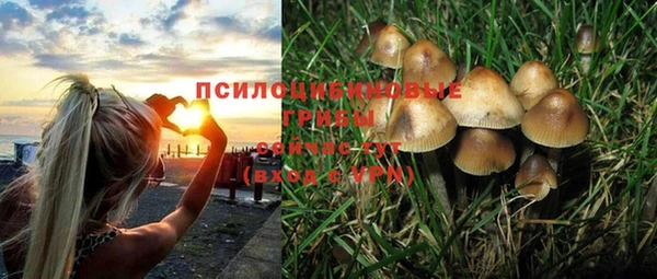 шишки Абаза